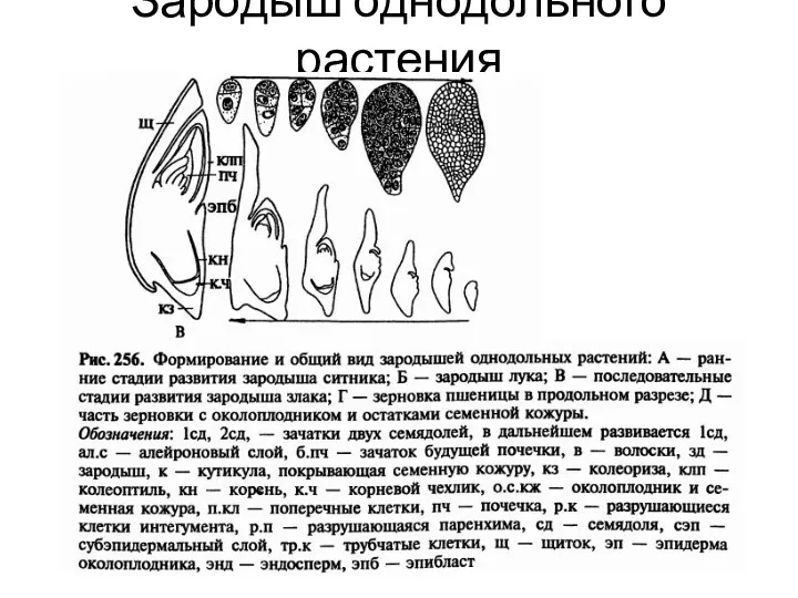 Зародыш однодольного растения