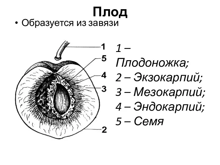 Плод Образуется из завязи 1 – Плодоножка; 2 – Экзокарпий; 3 – Мезокарпий;