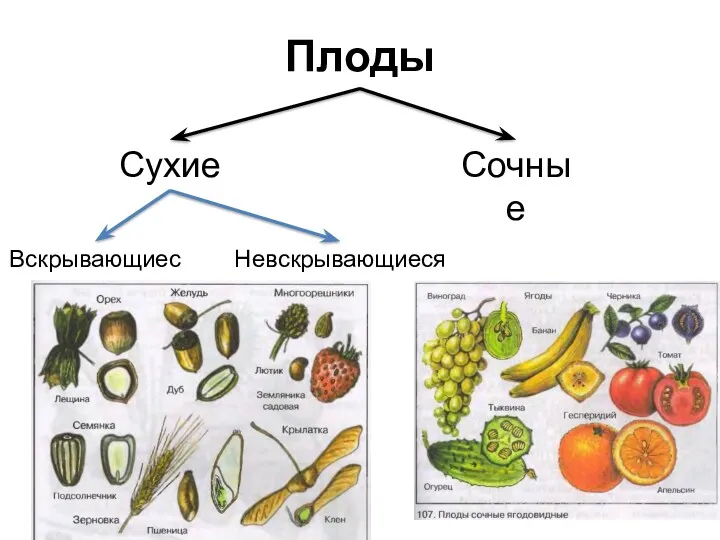 Плоды Сухие Сочные