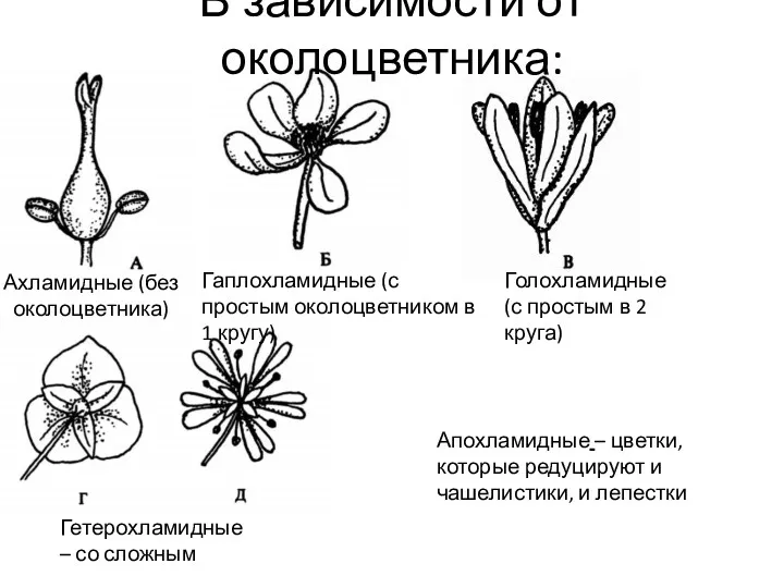 В зависимости от околоцветника: Ахламидные (без околоцветника) Гаплохламидные (с простым околоцветником в 1