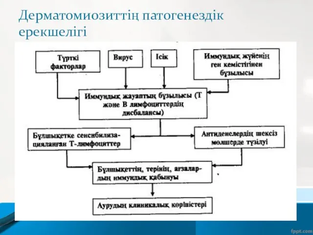 Дерматомиозиттің патогенездік ерекшелігі