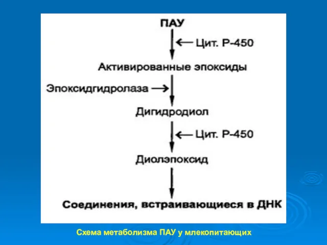 Схема метаболизма ПАУ у млекопитающих