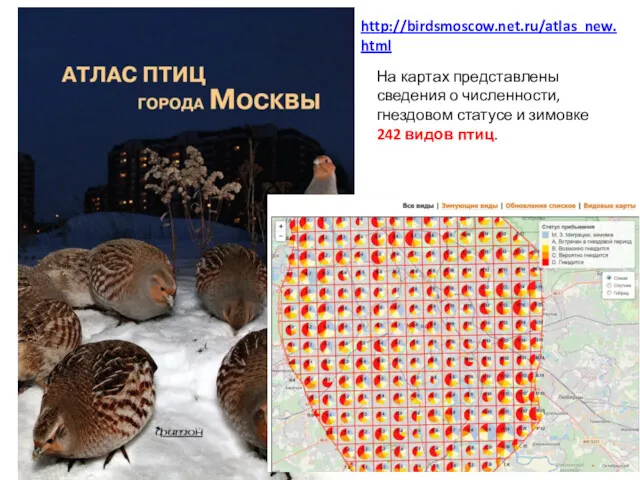 На картах представлены сведения о численности, гнездовом статусе и зимовке 242 видов птиц. http://birdsmoscow.net.ru/atlas_new.html