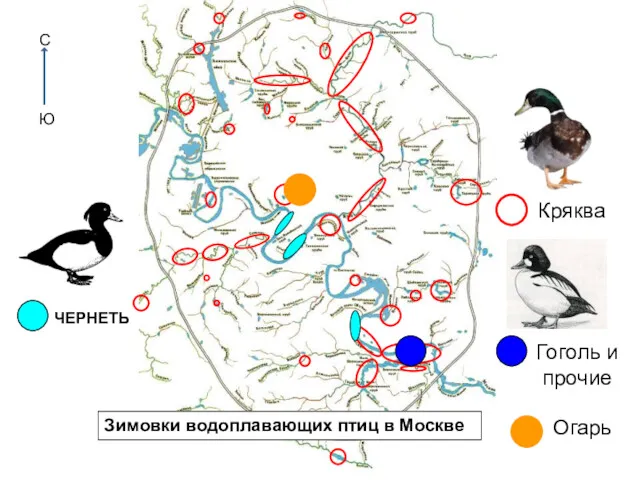 Зимовки водоплавающих птиц в Москве С Ю Гоголь и прочие Кряква Огарь ЧЕРНЕТЬ