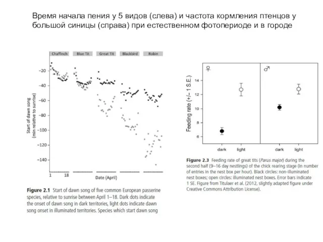 Время начала пения у 5 видов (слева) и частота кормления