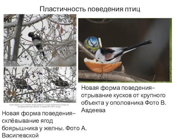 Пластичность поведения птиц Новая форма поведения– отрывание кусков от крупного