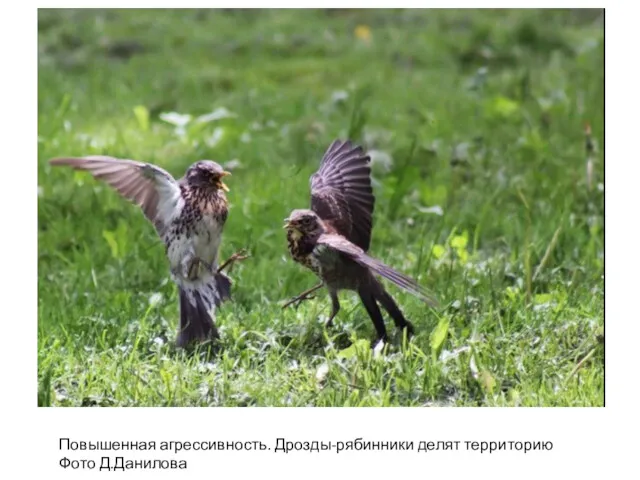 Повышенная агрессивность. Дрозды-рябинники делят территорию Фото Д.Данилова