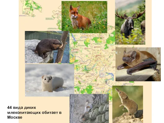 44 вида диких млекопитающих обитает в Москве