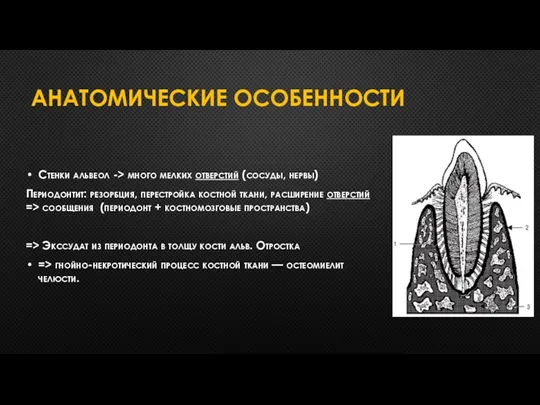 АНАТОМИЧЕСКИЕ ОСОБЕННОСТИ Стенки альвеол -> много мелких отверстий (сосуды, нервы)