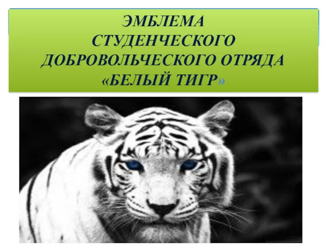 ЭМБЛЕМА СТУДЕНЧЕСКОГО ДОБРОВОЛЬЧЕСКОГО ОТРЯДА «БЕЛЫЙ ТИГР»