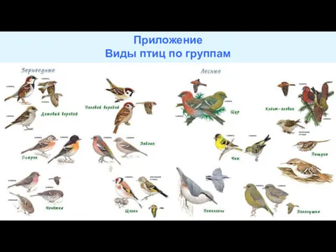 Приложение Виды птиц по группам