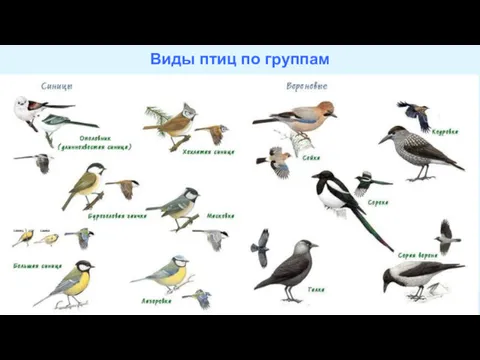 Виды птиц по группам