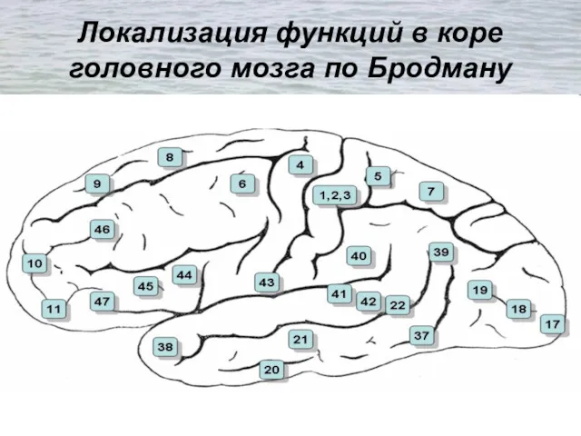 Локализация функций в коре головного мозга по Бродману