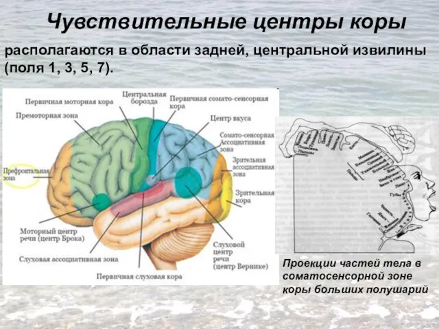 Чувствительные центры коры располагаются в области задней, центральной извилины (поля