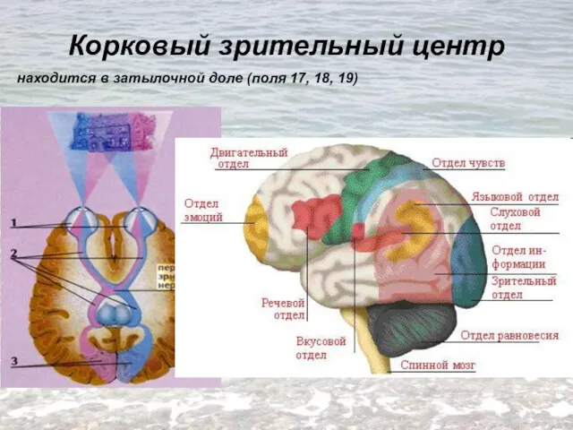 Корковый зрительный центр находится в затылочной доле (поля 17, 18, 19)