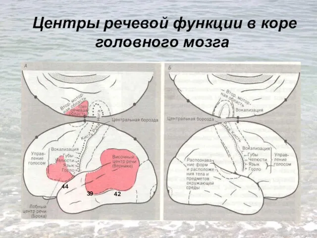 Центры речевой функции в коре головного мозга 44 42 39