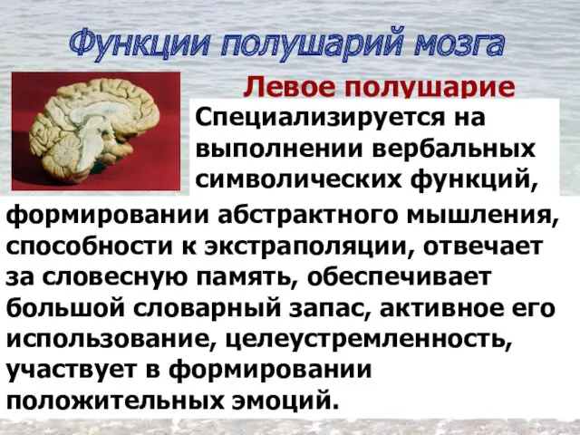 Функции полушарий мозга Левое полушарие Специализируется на выполнении вербальных символических функций, формировании абстрактного