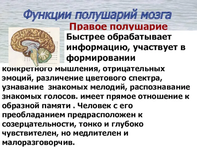 Функции полушарий мозга Правое полушарие Быстрее обрабатывает информацию, участвует в