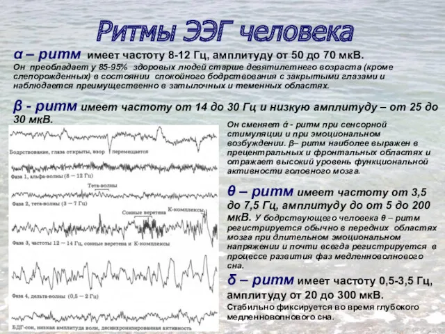 Ритмы ЭЭГ человека α – ритм имеет частоту 8-12 Гц, амплитуду от 50