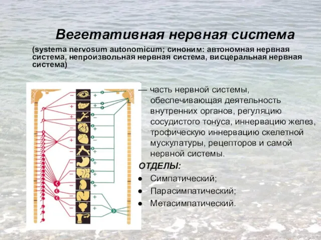 Вегетативная нервная система (systema nervosum autonomicum; синоним: автономная нервная система,