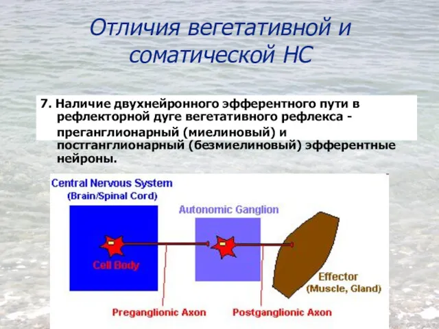 Отличия вегетативной и соматической НС 7. Наличие двухнейронного эфферентного пути