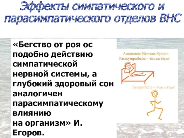 «Бегство от роя ос подобно действию симпатической нервной системы, а глубокий здоровый сон