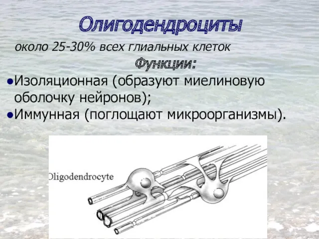 Олигодендроциты около 25-30% всех глиальных клеток Функции: Изоляционная (образуют миелиновую оболочку нейронов); Иммунная (поглощают микроорганизмы).