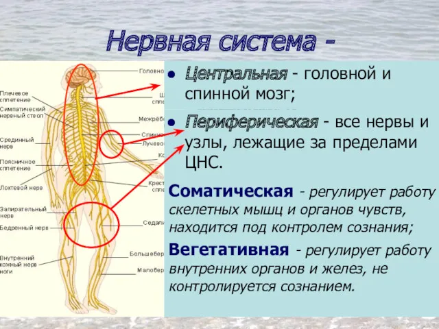 Нервная система - сложная сеть структур, пронизывающая весь организм и обеспечивающая саморегуляцию его