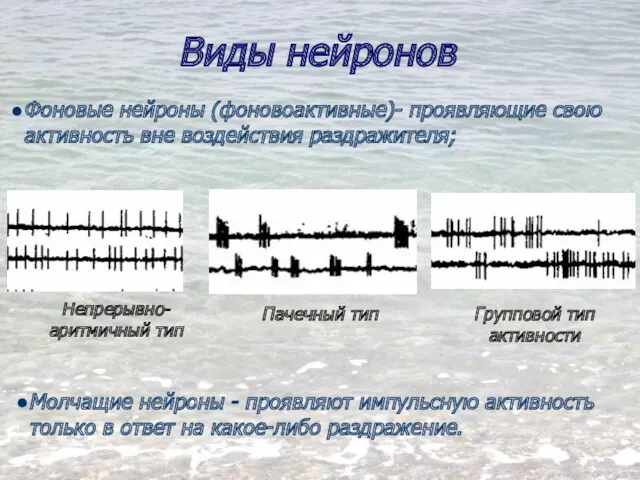 Виды нейронов Фоновые нейроны (фоновоактивные)- проявляющие свою активность вне воздействия