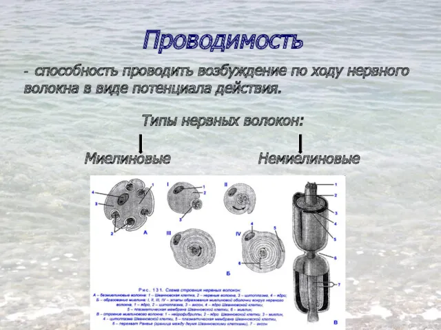 Проводимость - способность проводить возбуждение по ходу нервного волокна в виде потенциала действия.