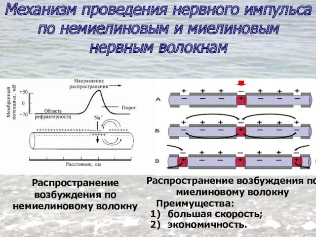 Механизм проведения нервного импульса по немиелиновым и миелиновым нервным волокнам