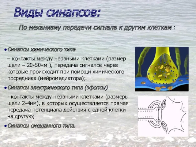 По механизму передачи сигнала к другим клеткам : Виды синапсов: Синапсы химического типа