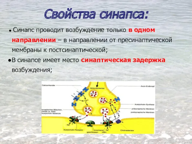 Свойства синапса: Синапс проводит возбуждение только в одном направлении – в направлении от