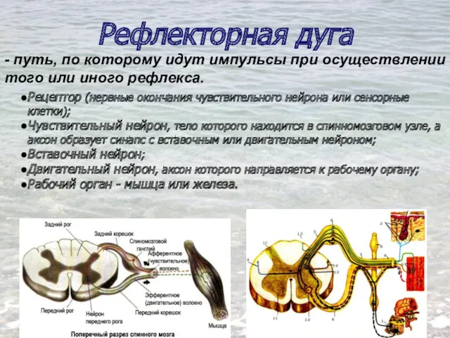 Рефлекторная дуга Рецептор (нервные окончания чувствительного нейрона или сенсорные клетки); Чувствительный нейрон, тело