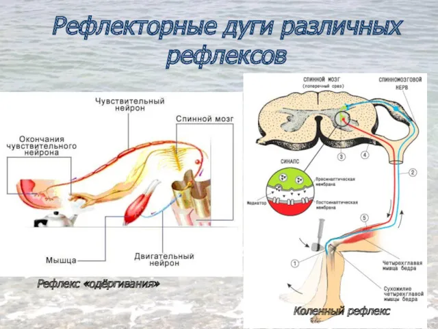 Рефлекторные дуги различных рефлексов Рефлекс «одёргивания» Коленный рефлекс