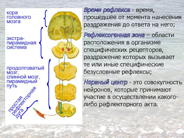 Время рефлекса - время, прошедшее от момента нанесения раздражения до