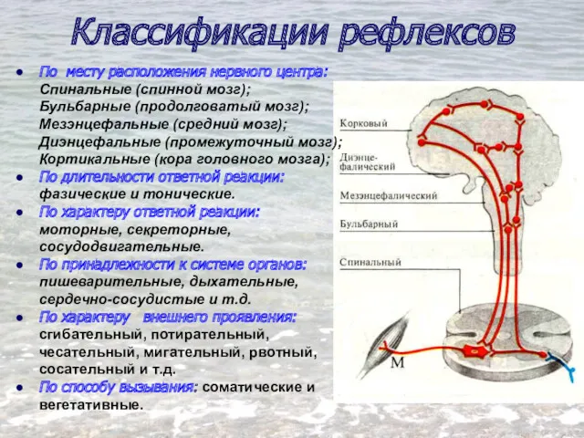По месту расположения нервного центра: Спинальные (спинной мозг); Бульбарные (продолговатый мозг); Мезэнцефальные (средний