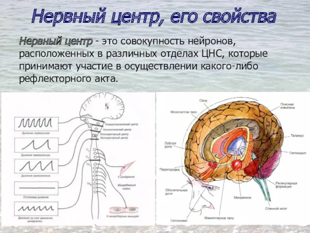 Нервный центр, его свойства Нервный центр - это совокупность нейронов, расположенных в различных