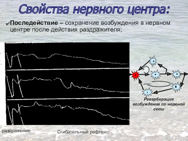 Свойства нервного центра: Последействие – сохранение возбуждения в нервном центре после действия раздражителя;