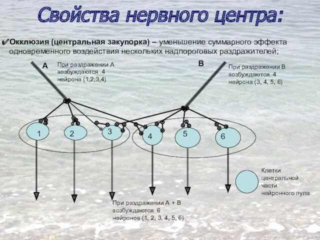 1 2 3 4 5 6 А В При раздражении