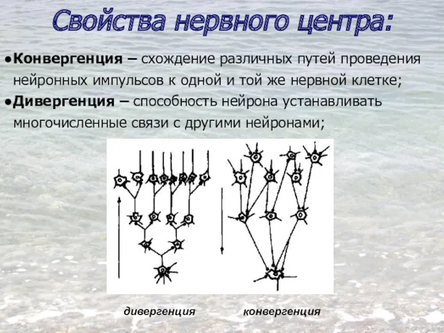 Свойства нервного центра: Конвергенция – схождение различных путей проведения нейронных импульсов к одной