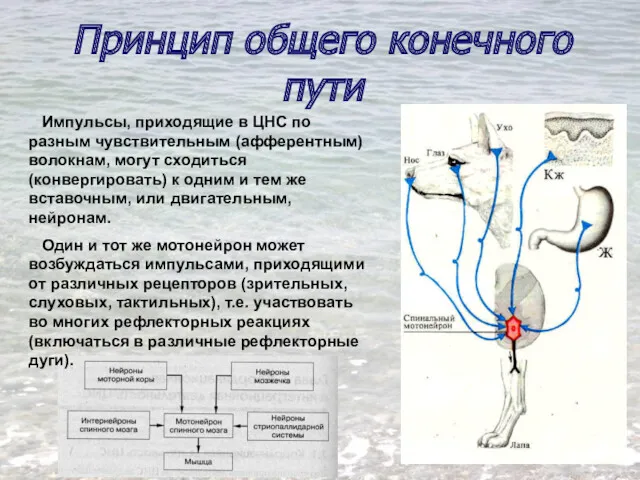 Принцип общего конечного пути Импульсы, приходящие в ЦНС по разным чувствительным (афферентным) волокнам,