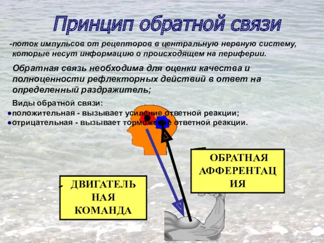 Принцип обратной связи поток импульсов от рецепторов в центральную нервную систему, которые несут