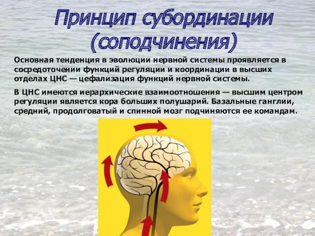 Принцип субординации (соподчинения) Основная тенденция в эволюции нервной системы проявляется