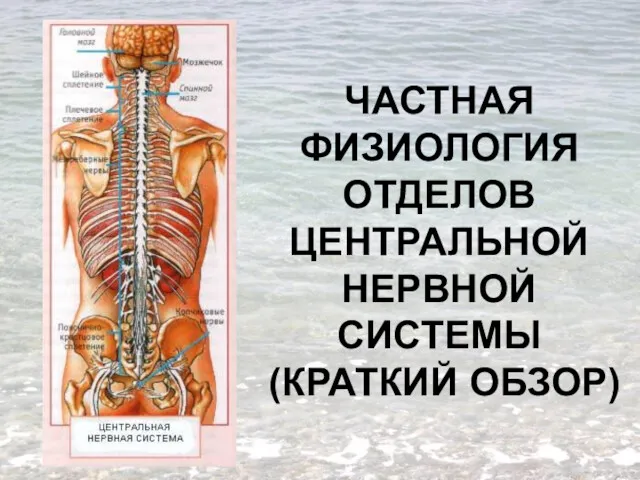 ЧАСТНАЯ ФИЗИОЛОГИЯ ОТДЕЛОВ ЦЕНТРАЛЬНОЙ НЕРВНОЙ СИСТЕМЫ (КРАТКИЙ ОБЗОР)