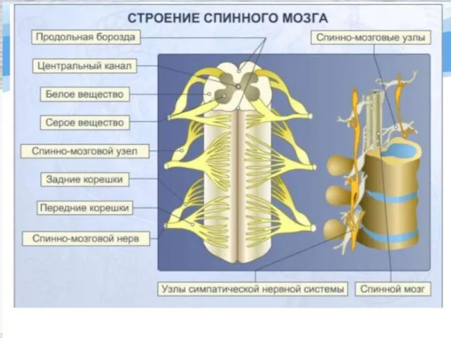 Спинной мозг 8 шейных (C1 - C8) 12 грудных (Th1