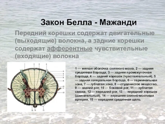 Закон Белла - Мажанди Передний корешки содержат двигательные (выходящие) волокна,