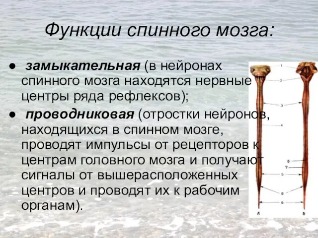 Функции спинного мозга: замыкательная (в нейронах спинного мозга находятся нервные центры ряда рефлексов);