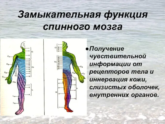 Замыкательная функция спинного мозга Получение чувствительной информации от рецепторов тела