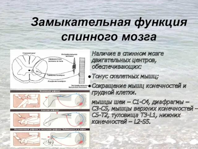 Замыкательная функция спинного мозга Наличие в спинном мозге двигательных центров,